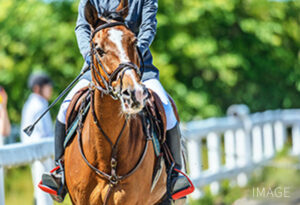 Experience of manufacturing and interacting with animals