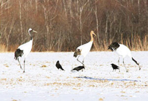 Akan International Turtle Center “Gurus”
