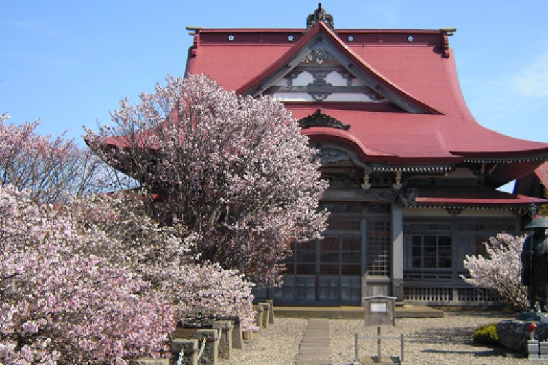 Cherry blossoms at Kiyotaka-ji Temple