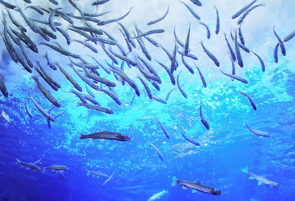 Aquarium of the Northern Earth