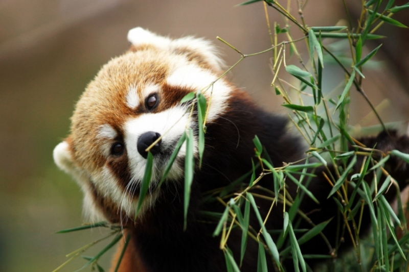 Red panda