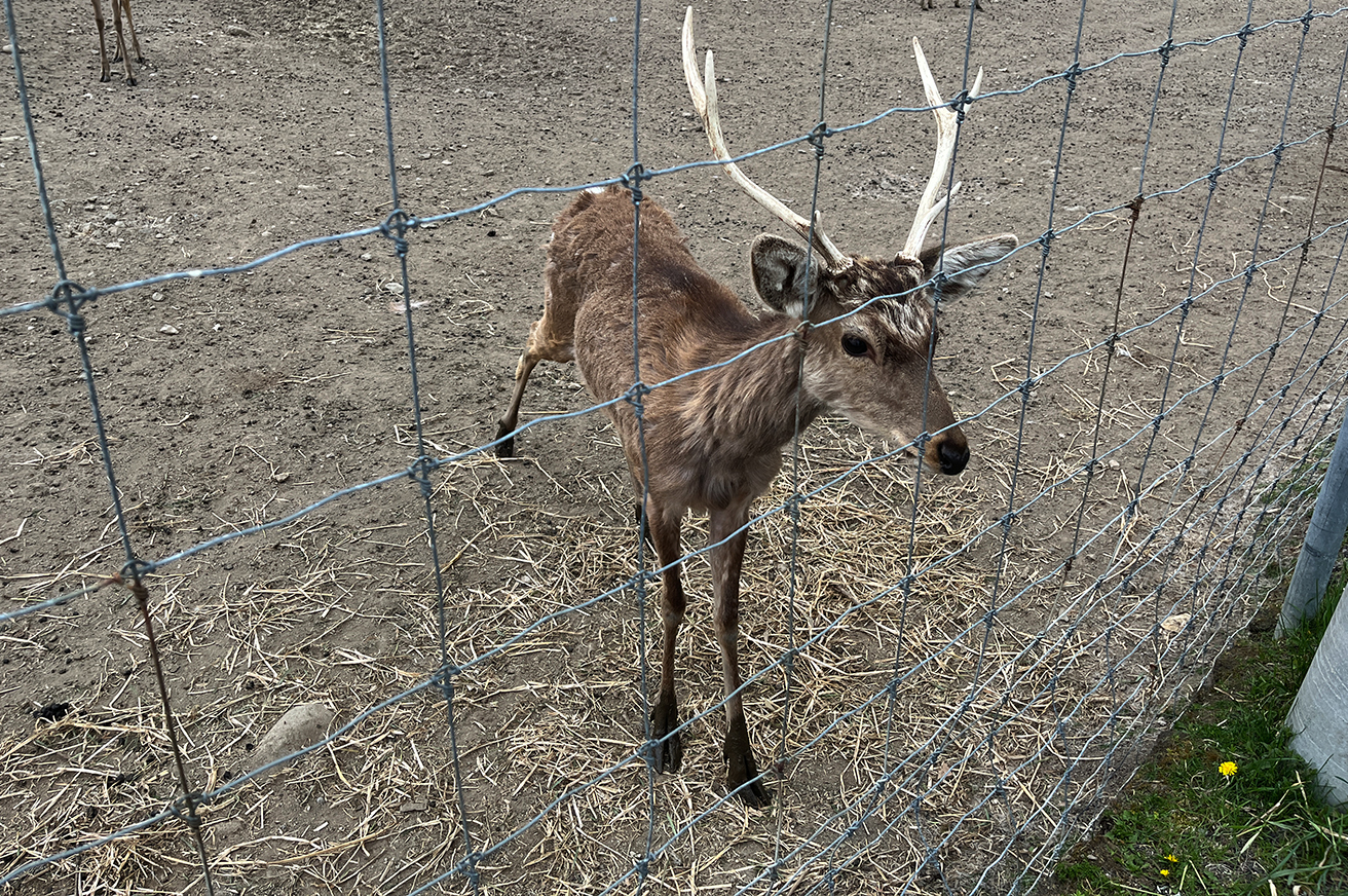Hokkaido Sika Deer of Shiretoko