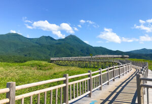 Elevated wooden path