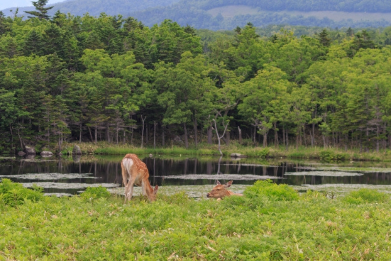 Deer in Shiretoko Goko Lakes