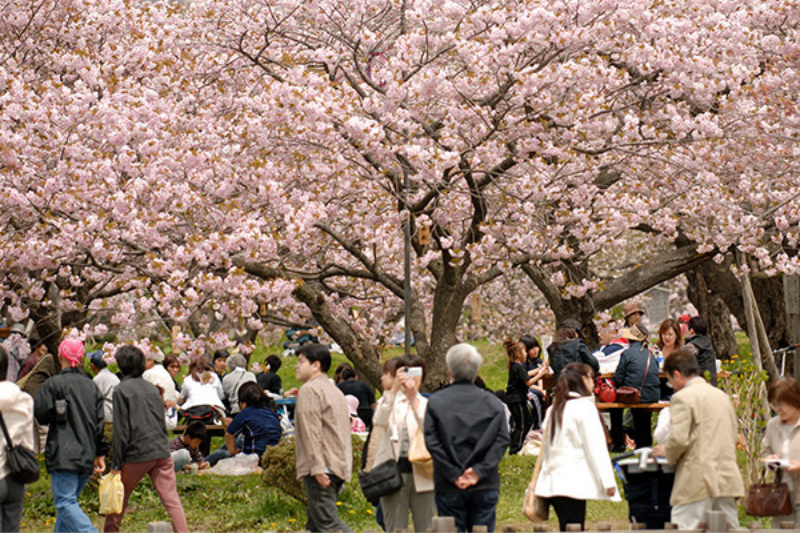 Spring in Hokkaido
