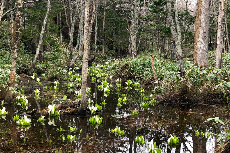 Mizubasho of Shiretoko Goko Lakes