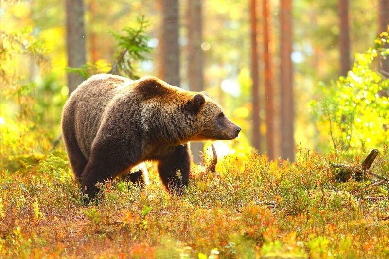 Shiretoko brown bear