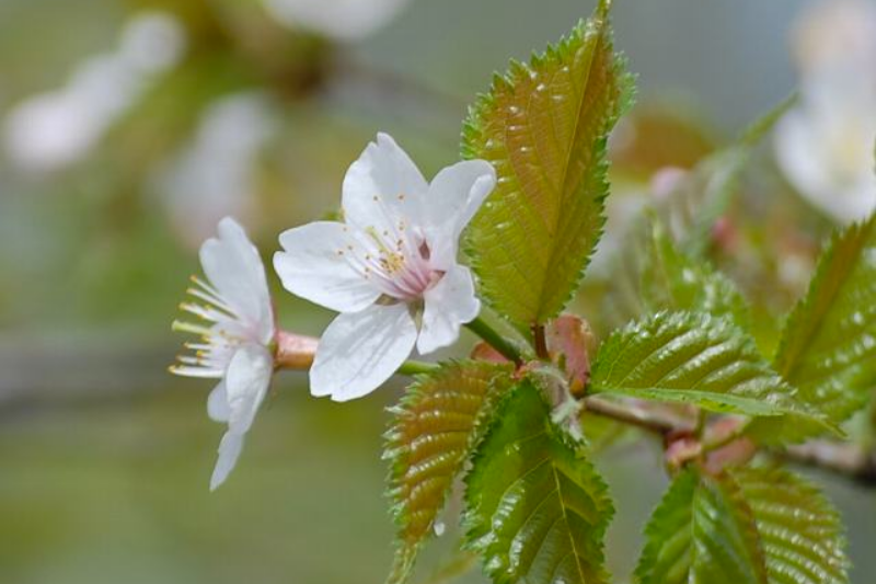 Chishima Cherry Blossoms