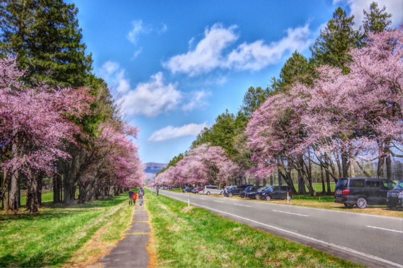 Cherry blossoms on the 20th road
