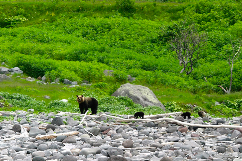 Brown bear seen from a cruise ship